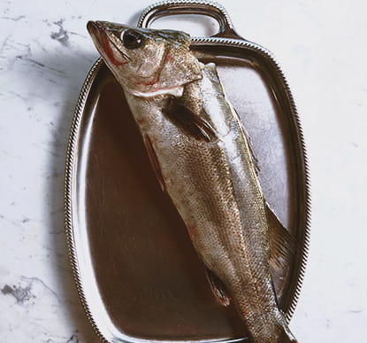 素材・魚